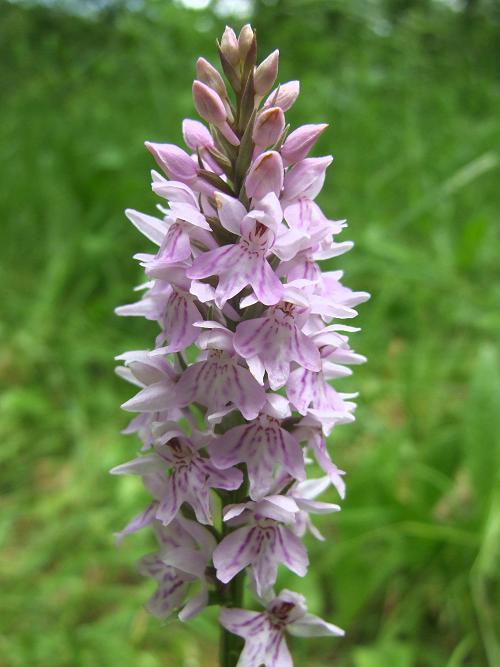 Wild orchid - common spotted orchid - near Gowles Farm, Sherington, July 2013