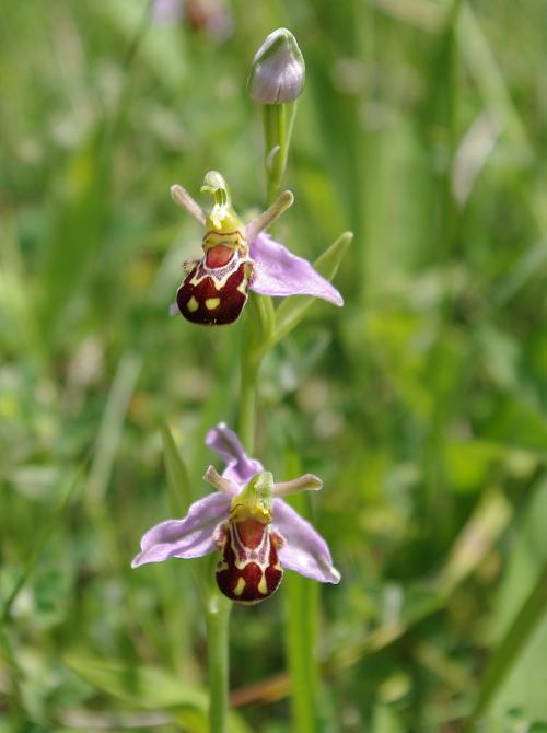 Wild orchid - bee orchid - on the Sherington bypass, July 2013