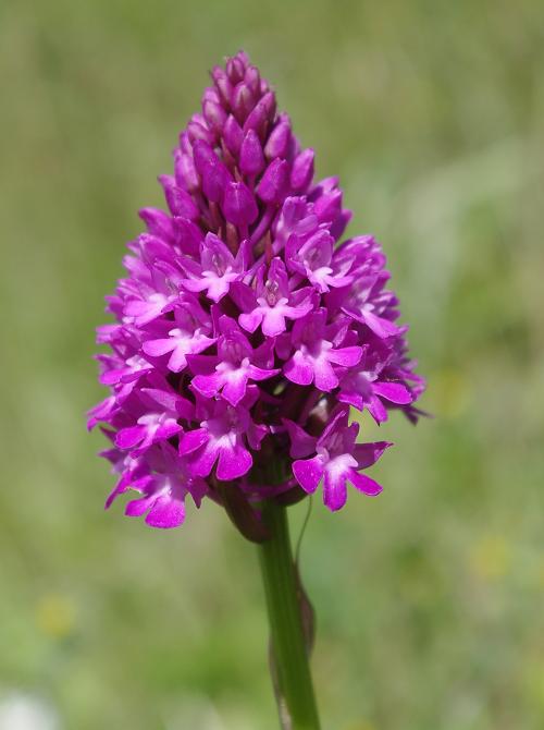 Wild orchid - pyramidal orchid - on the Sherington bypass, July 2013