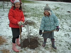 Planting the new fruit trees