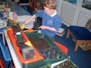 Gardening potting on lemon seedlings for our friends at Germander Park School